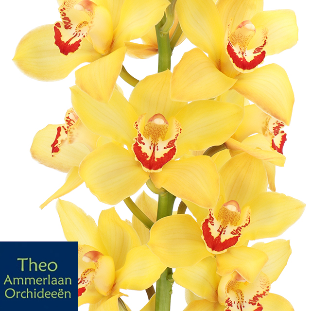 Cymbidium Yellow Cab | Holex Flower