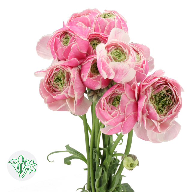 Koi Ranunculus Ranunculus Romance Seclin | Holex Flower