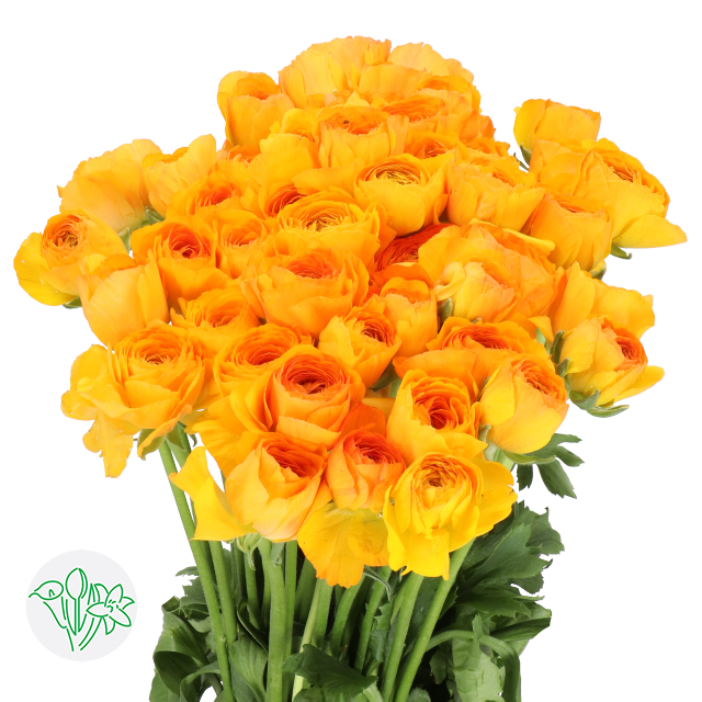 Cloni Ranunculus Yellow Ranunculus Cloni Yellow Sunrise | Holex Flower