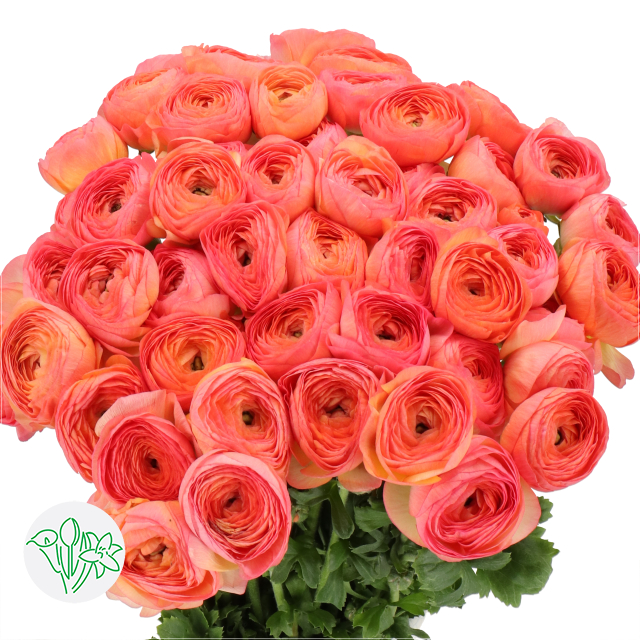 Ranunculus Cloni Aragosta | Holex Flower