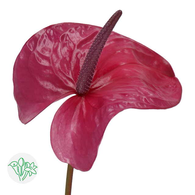 Anthurium Utah | Holex Flower