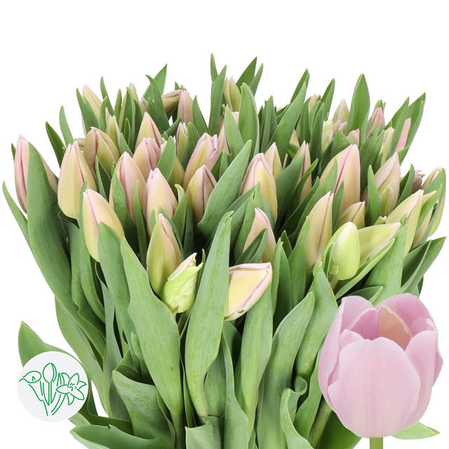 Tulip Sweet Breeze | Holex Flower