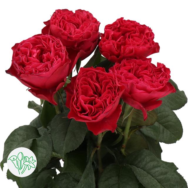 Rosa Pink N Pretty | Holex Flower