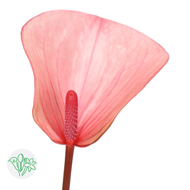 Anthurium Lovely Summer Love | Holex Flower