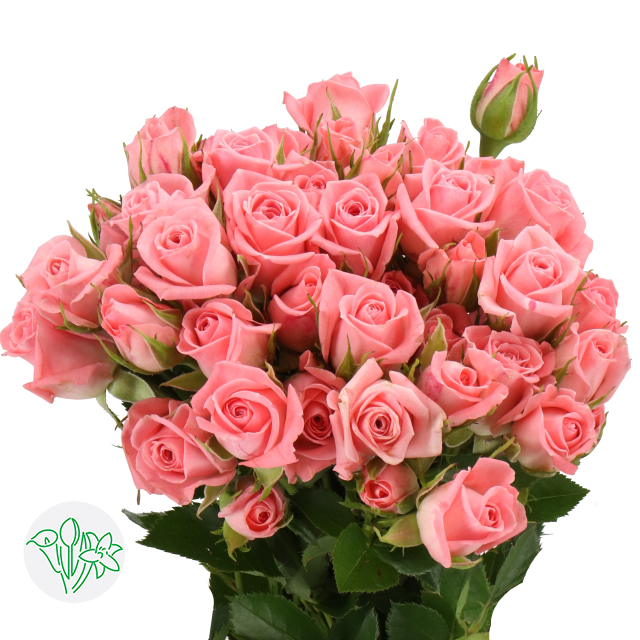 Rosa Spray Odilia | Holex Flower