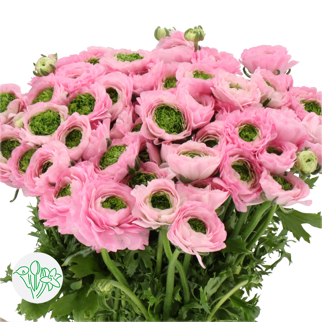 Ranunculus Cloni Green Pink | Holex Flower