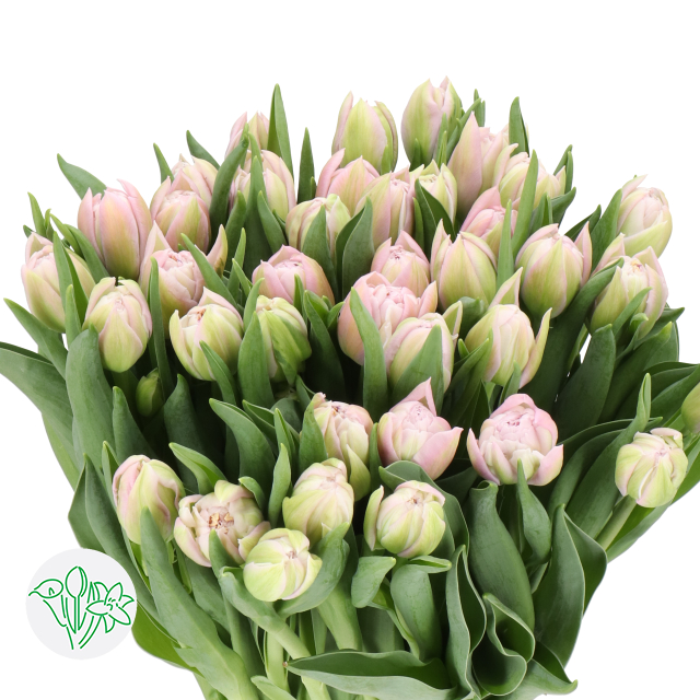 郁金香-重瓣浅粉Clean Price | Holex Flower