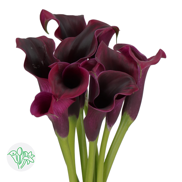 Calla Rudolph 40cm Calla Rudolph | Holex Flower
