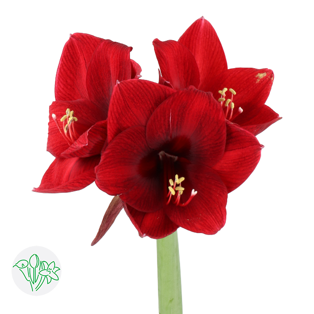 Amaryllis Night Fever | Holex Flower