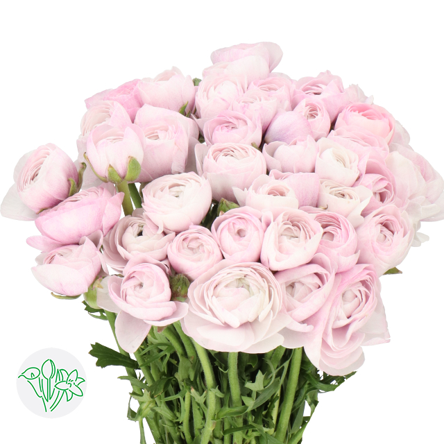 Ranunculus Cloni Nebbia | Holex Flower