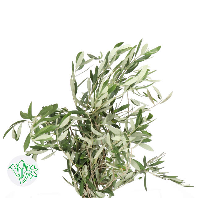 橄榄叶绿Europaea | Holex Flower