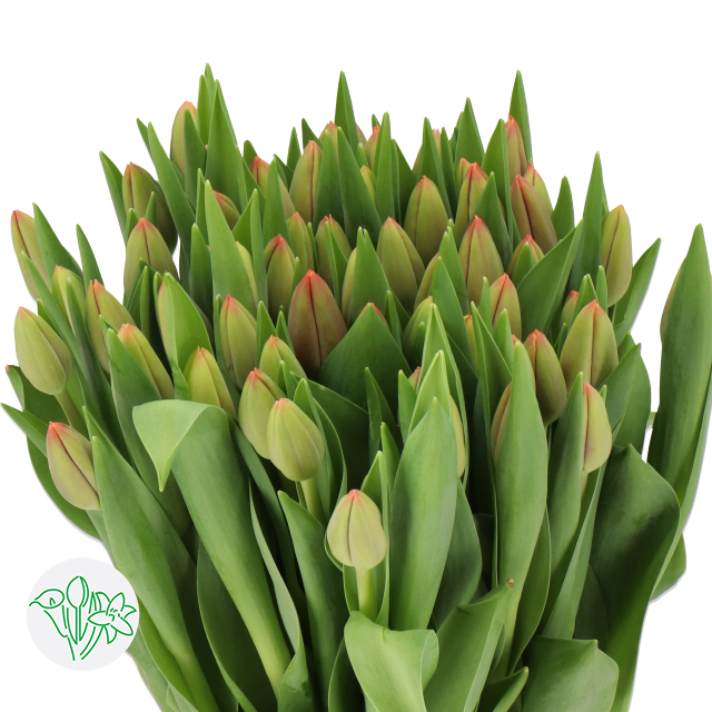 Tulip Trailblazer | Holex Flower