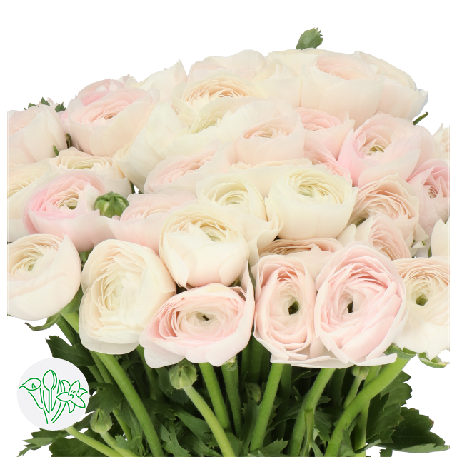 Ranunculus Cloni Hanoi | Holex Flower