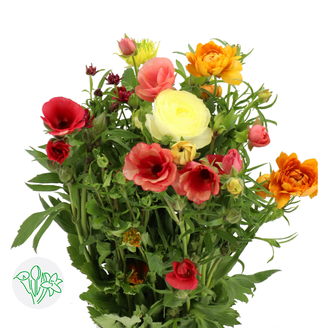 Swf Ranunculus Moderna Ranunculus Moderna Rainbow | Holex Flower