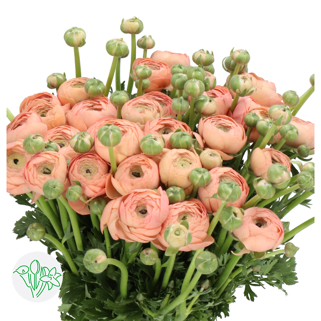 Ranunculus Cloni Manuela Extra | Holex Flower