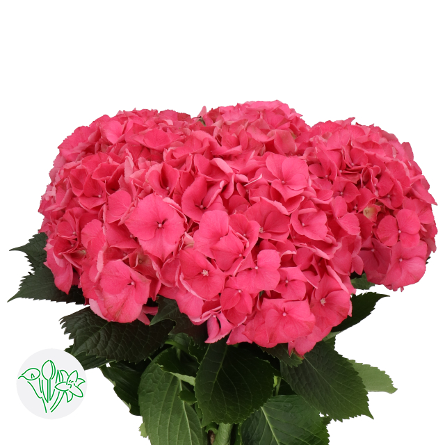 Hydrangea4937　0602 Hydrangea Glowing Alps Dark Pink | Holex Flower