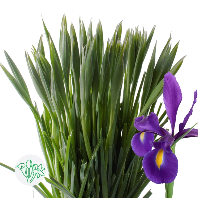 Iris Hong Kong | Iris | Iris | More Flowers | Flowers | All products ...