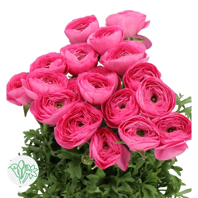 Ranunculus Cloni Colorado | Holex Flower