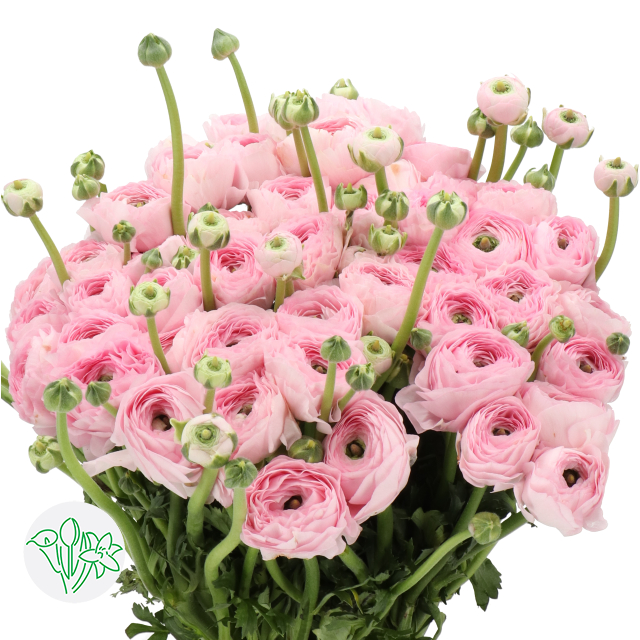 Ranunculus Cloni Lollipink | Holex Flower