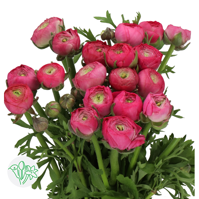 Deep Indigo Ranunculus Ranunculus Aazur Deep Rose | Holex Flower