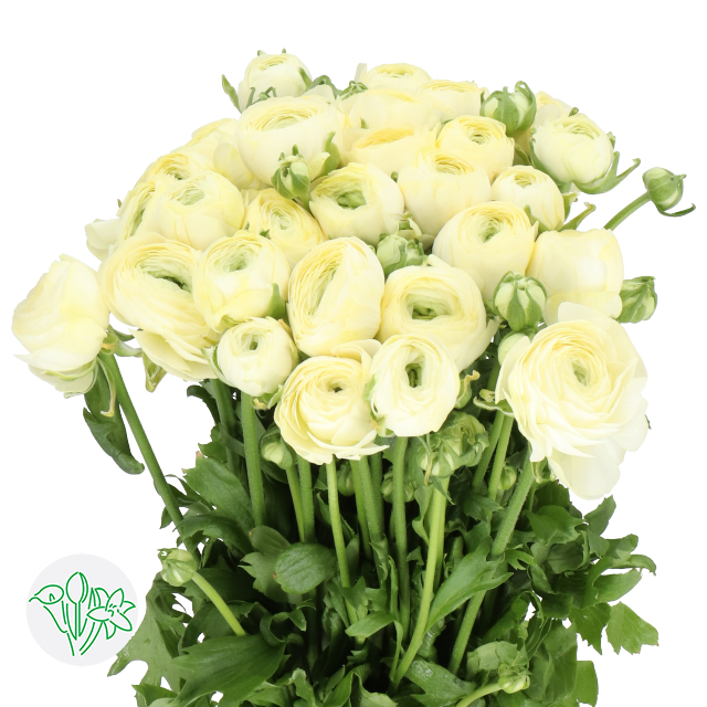 Ranunculus Cloni Cream 511 | Holex Flower