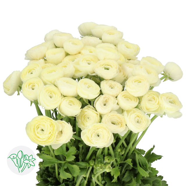Cloni Ranunculus Yellow Ranunculus Cloni Commedia | Holex Flower