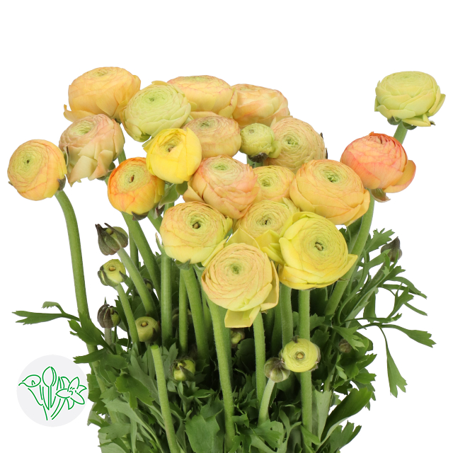 Champagne Ranunculus Ranunculus Aazur Champagne | Holex Flower