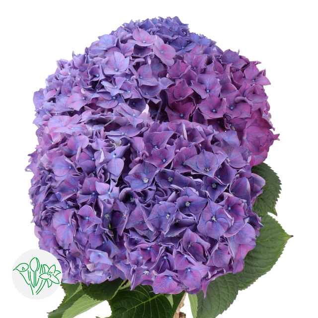 First Rodeo Flower Hydrangea Rodeo Purple | Hydrangea | Hydrangea Macrophylla | Hydrangea ...