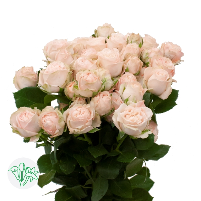 Rosa Spray Bombastic | Holex Flower