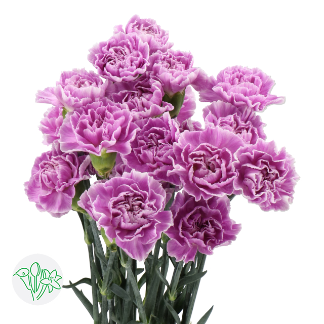 Carnation Florigene Moonaqua | Holex Flower