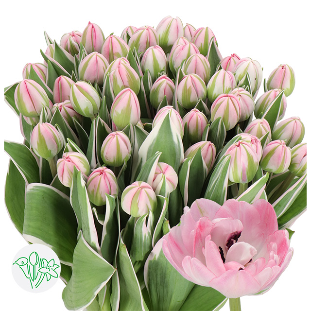 Tulip Double Beth Hart | Holex Flower
