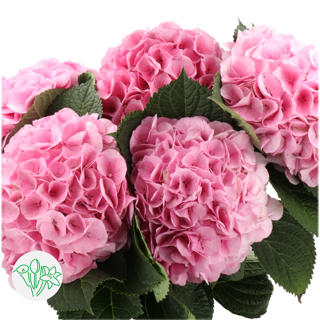 Hydrangea My Beautiful Vienna | Holex Flower