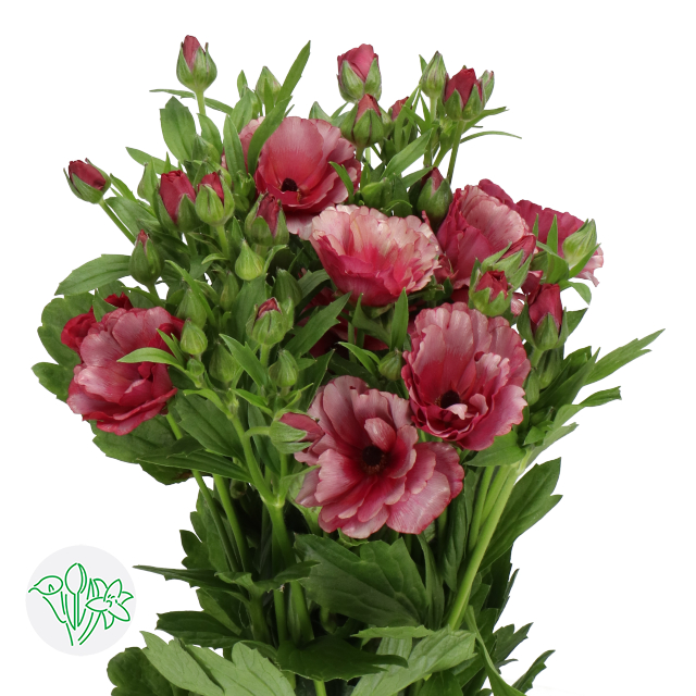 Ranunculus Magical Raspberry | Ranunculus | Ranunculus Butterfly ...