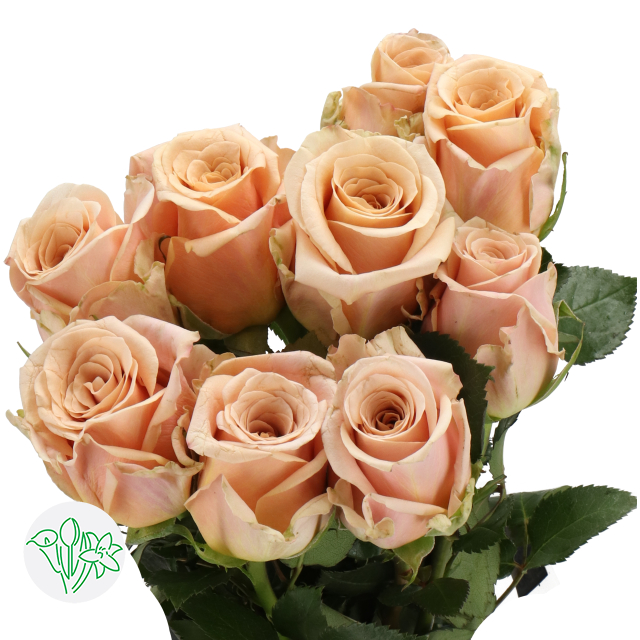 Holbeach Roses Rosa Sand Dune | Holex Flower
