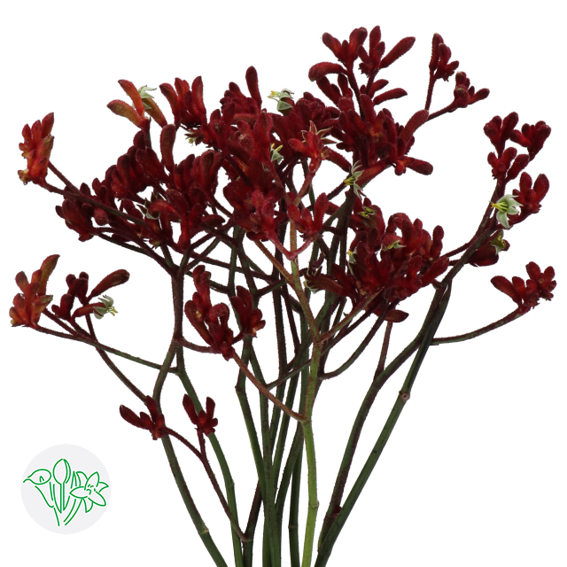 Kangaroo Paws Bindi | Holex Flower