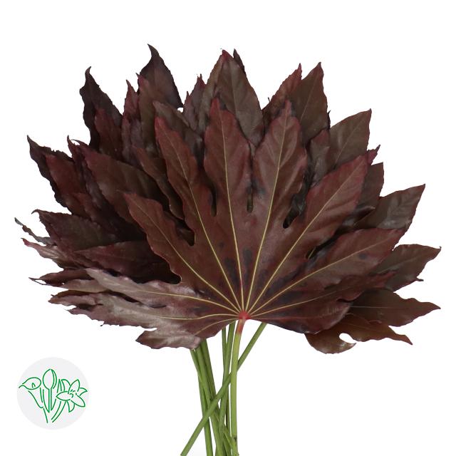 楤木 红 Red尤加利 染色 (扎) 红 Red | 楤木 | Aralia | Aralia | Greens-叶材 | All ...