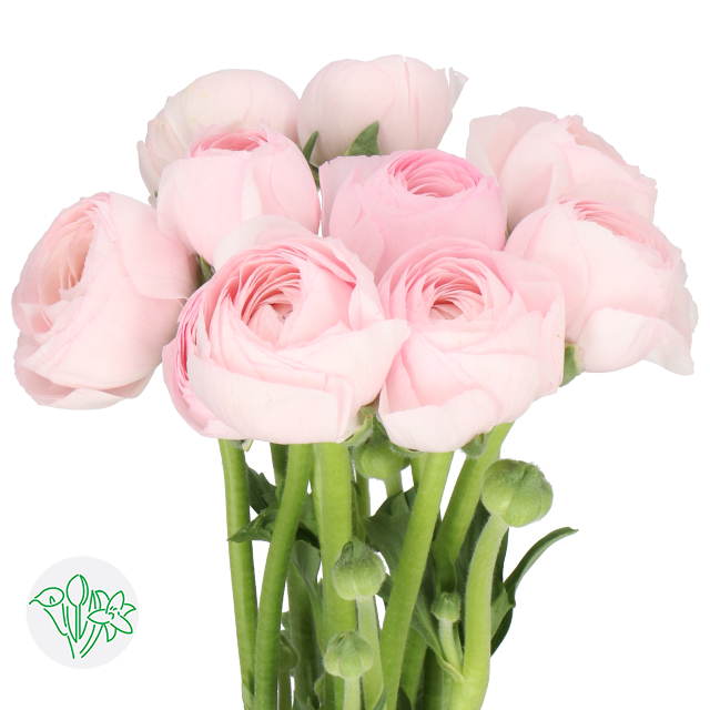Ranunculus Cloni Lady Pink | Holex Flower