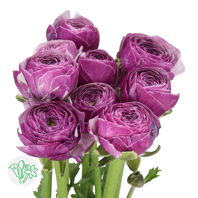 Ranunculus Cloni Antoine | Holex Flower