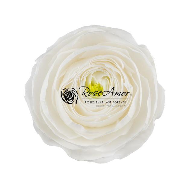 Preserved White Ranunculus Ranunculus Preserved Cloni White (Heads) | Holex Flower