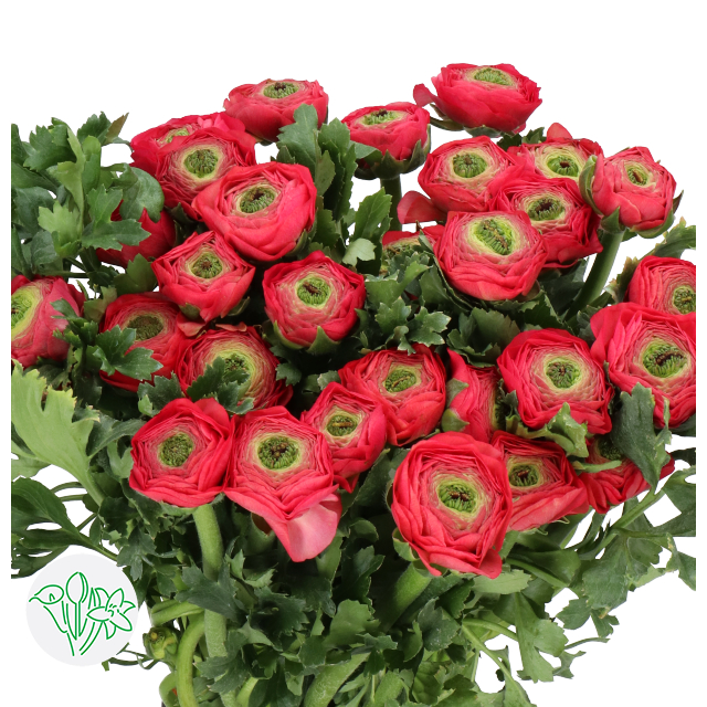 Ranunculus Cloni Charleston | Holex Flower