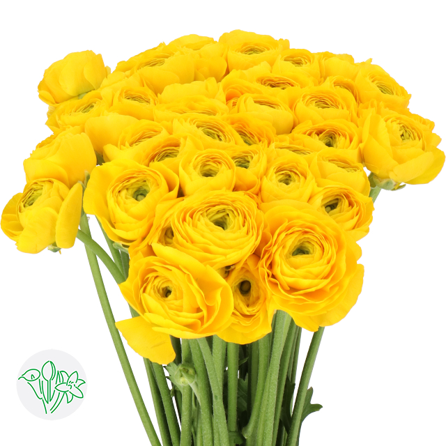 Ranunculus Cloni Yellow 91 Extra | Holex Flower