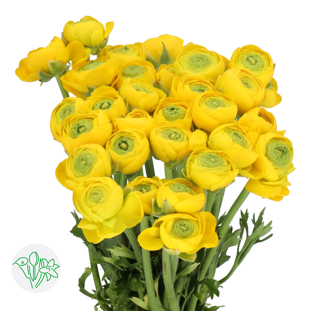 Cloni Ranunculus Yellow Ranunculus Cloni Yellow | Holex Flower