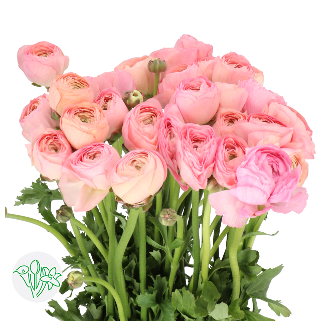 Cloni Ranunculus Yellow Ranunculus Cloni Venere | Holex Flower